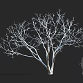 Bare Branch Tree Against Black Background With Human Silhouette For Size Reference 3d model