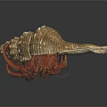 Modern Hermit Crab Conch Crab 3d model