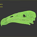 parrot skull hawk skull bird skull bird fossil 3d model