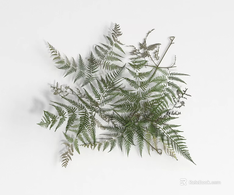 Fresh Green Fern Leaves Natural Arrangement for Home Decoration Ideas 3d model 