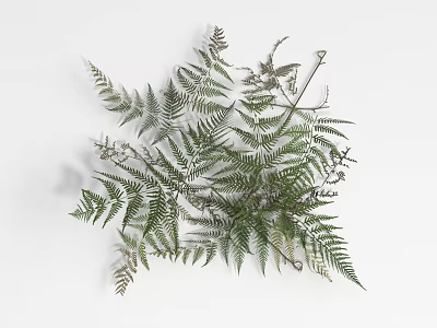 Fresh Green Fern Leaves Natural Arrangement for Home Decoration Ideas 3d model