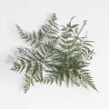 Fresh Green Fern Leaves Natural Arrangement for Home Decoration Ideas