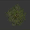Tall Lush Tree with Thick Brown Trunk and Green Foliage in