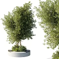 Modern Tree Planter with Lush Green Trees and Fresh Plants in Urban Garden