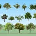 Arbor Trees With Various Species Different Crown Shapes And Green Foliage
