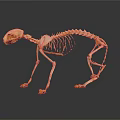 Detailed Cat Skeleton Display With Complete Bone Structure On Dark Background 3d model
