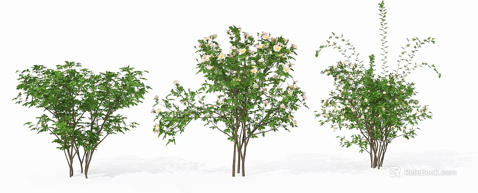 Garden Flowering Shrubs With White Blossoms And Lush Green Leaves 3d model 