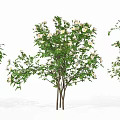 Garden Flowering Shrubs With White Blossoms And Lush Green Leaves