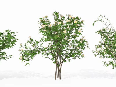 Garden Flowering Shrubs With White Blossoms And Lush Green Leaves 3d model
