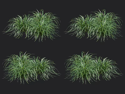 Ornamental Grass With Variegated Green And White Leaves For Garden Landscaping 3d model