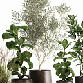 Various Leafy Potted Plants in Stylish Dark Ceramic Pots for Home Decor