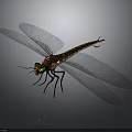 Detailed View Dragonfly With Black Orange Striped Body Green Eyes And Transparent Wings