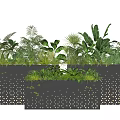 Bonsai Potted Plants In Black Pots With White Dots And Diverse Green Foliage