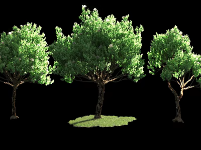 Three Arbor Trees With Lush Green Foliage And Grass Patch Isolated 3d model