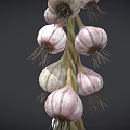Fresh Hanging Garlic Bulbs Arranged On Natural Rope Against Dark Background