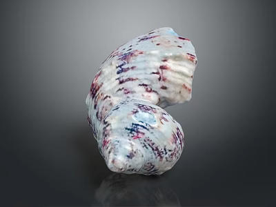 Two Purple and White Striped Aquatic Animal Conch Shells on Dark Background 3d model