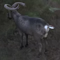 Black Mountain Goat With Large Curved Horns Standing On Green Grassland