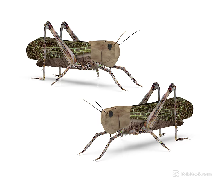 Two Reptiles With Long Legs And Patterned Bodies On White Background 3d model 