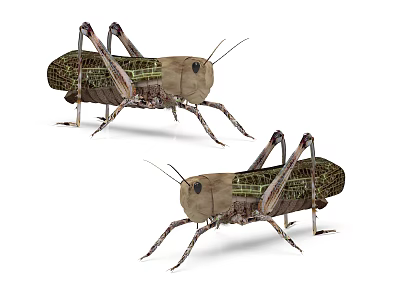 Two Reptiles With Long Legs And Patterned Bodies On White Background 3d model