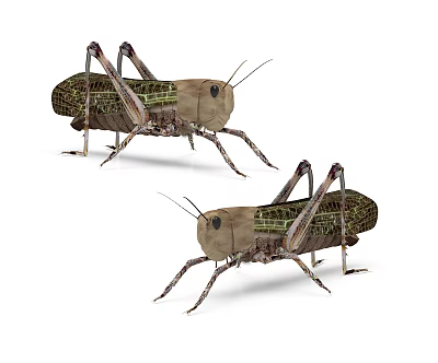 Modern Insect Zen 3d model