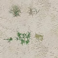 Diverse Plant Combination With Various Types Different Heights And Green Brown Leaves On Sandy Ground