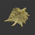 Elegant Natural Seashell Decorative Ornament For Home Tabletop Decor Piece