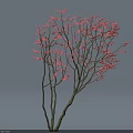 Pink Flowering Arbor Tree with Multiple Branches Light Background and Shadow on Ground 3d model