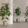 Lush Indoor Potted Plants with Gray Pots and Wooden Stands in Modern Interior