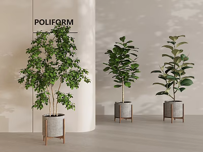 Lush Indoor Potted Plants with Gray Pots and Wooden Stands in Modern Interior 3d model