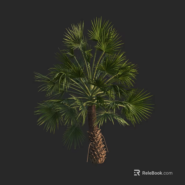 Tall Palm Tree With Green Fronds And Brown Trunk Against Dark Background 3d model 