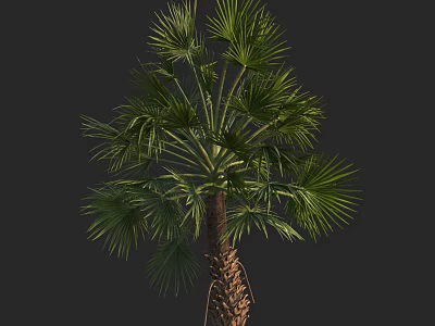 Tall Palm Tree With Green Fronds And Brown Trunk Against Dark Background 3d model