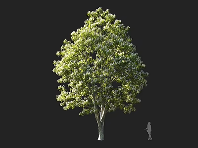 Tall Deciduous Tree with Lush Green Leaves and Silhouette Figure for Size Comparison 3d model