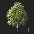 Tall Deciduous Tree with Lush Green Leaves and Silhouette Figure for Size Comparison