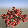 Vibrant Shrub With Red And Green Leaves For Garden Landscape Decoration
