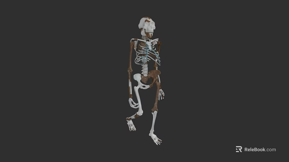Woman's Skeleton Anatomical Model with Detailed Bone Structure and 3D View 3d model 