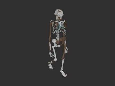 Woman's Skeleton Anatomical Model with Detailed Bone Structure and 3D View 3d model