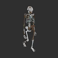 Woman's Skeleton Anatomical Model with Detailed Bone Structure and 3D View