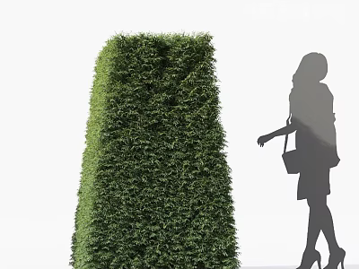 Tall Columnar Well Trimmed Green Outdoor Bush With Woman Silhouette Walking 3d model