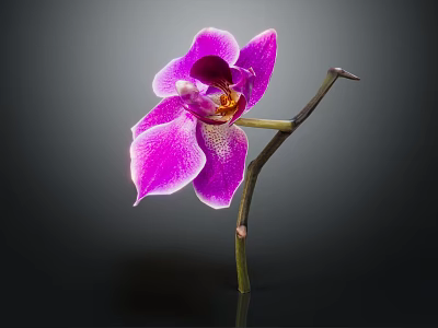 Stunning Single Purple Orchid in Glass Vase with Green Stem Yellow Center and Dark Background 3d model