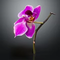 Stunning Single Purple Orchid in Glass Vase with Green Stem Yellow Center and Dark Background