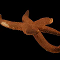 Brown Starfish Aquatic Animal On Black Background In Close Up View
