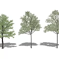 Modern Tree Landscape Tree Combination 3d model
