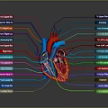 3D Anatomical Illustration of Thoracic Organs with Heart and Labeled Blood Vessels