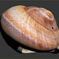 Modern Conch Bone Snail 3d model