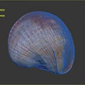 Red And Orange Striped Shellfish Shell With Shiny Surface On Black Background 3d model