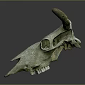 Veterinary Medical Device Animal Skull Model With Horns And Greenish Color