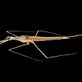 Macro View Of Water Strider Insect With Long Legs And Brown Body On Black Background