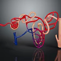 Detailed Organ and Hair Structures in Colorful 3D Tubular Model Rendering
