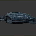 Modern Turtle Cartoon Turtle 3d model