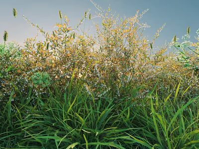Lush Green Bushes With White Flowers And Tall Grass Under Blue Sky 3d model